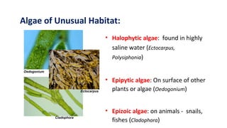 Algae of Unusual Habitat:
• Halophytic algae: found in highly
saline water (Ectocarpus,
Polysiphonia)
• Epipytic algae: On...