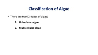 Classification of Algae
• There are two (2) types of algae;
1. Unicellular algae
2. Multicellular algae
 