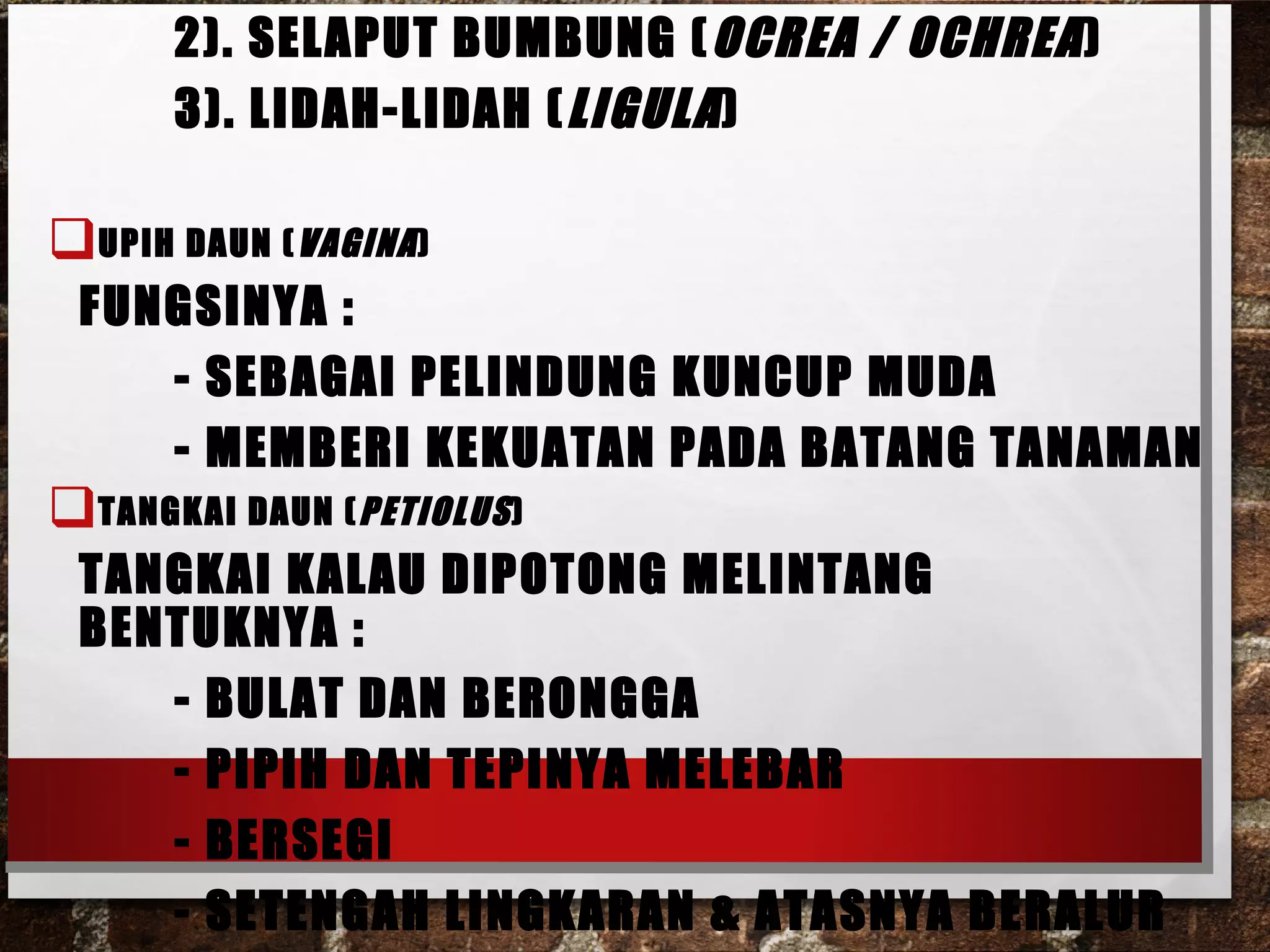 morfologi daun,batang,akar | PPT