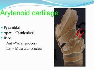 larynx | PPTX