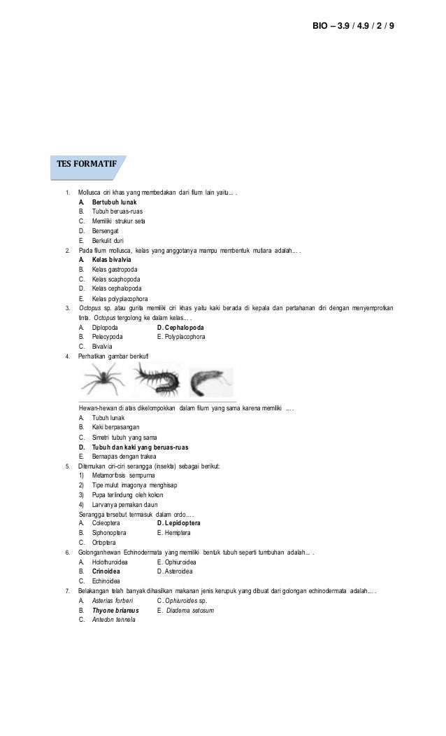 3 9 animalia 3 mollusca ita septia amanatul ummah