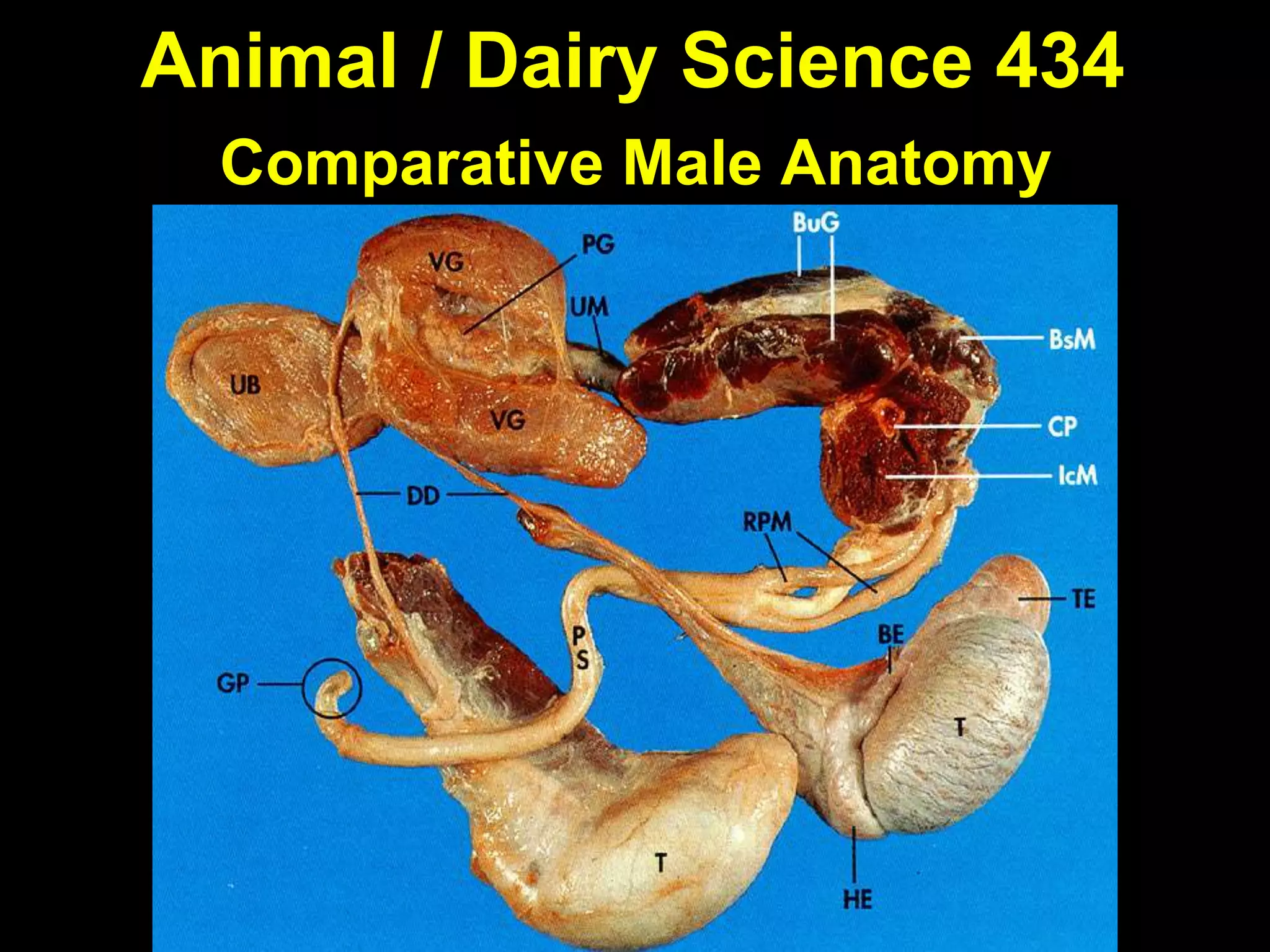 Comparative Anatomy of Male Reproductive System | PPT