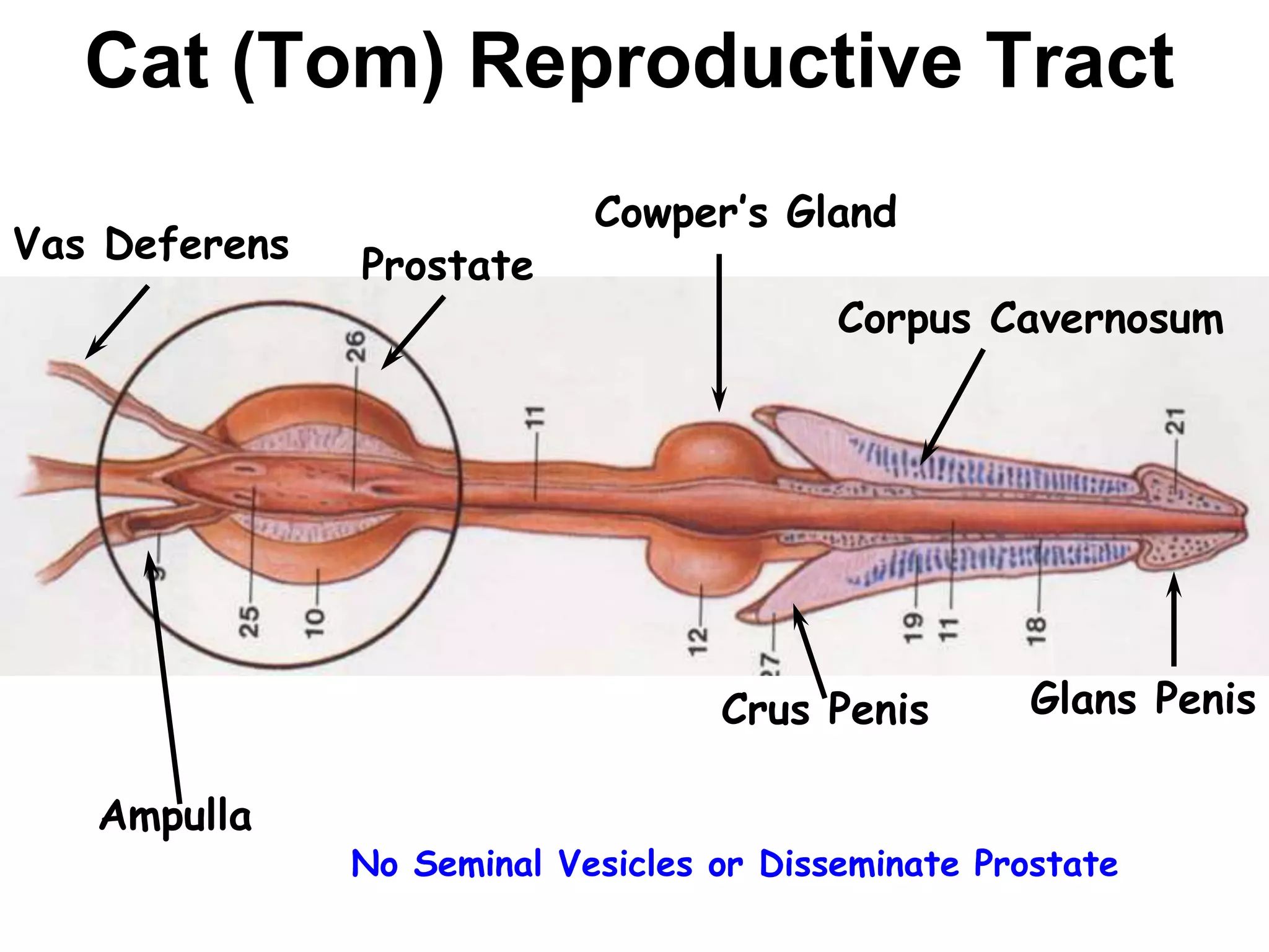 comparative-anatomy-of-male-reproductive-system-pptx