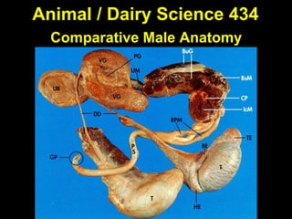 Animal / Dairy Science 434
Comparative Male Anatomy
 