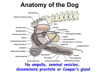 Bruno Male Enhancement Review Scam: Side Effects, Does It Work?