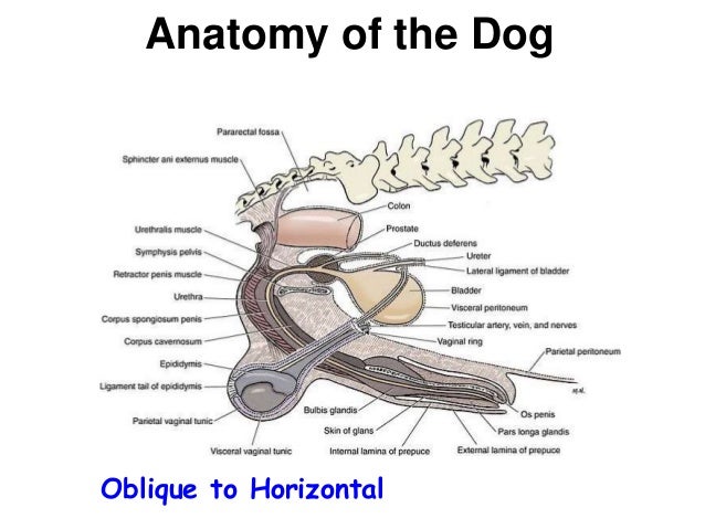 Comparative Anatomy of Male Reproductive System