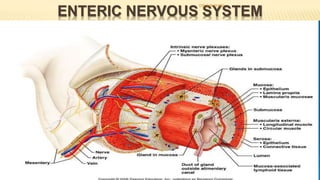 ENTERIC NERVOUS SYSTEM
- Lies in the wall of the gut, beginning in the esophagus and
- extending all the way to the anus
- controlling gastrointestinal movements and secretion.
- (1) an outer plexus lying between the longitudinal and circular muscle layers,
called the myenteric plexus or Auerbach’s plexus,
- controls mainly the gastrointestinal movements
- (2) an inner plexus, called the submucosal plexus or Meissner’s plexus, that
lies in the submucosa.
- controls mainly gastrointestinal secretion and local blood flow
DR S B PHIRI
 