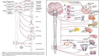 AUTONOMIC CONTROL
- Parasympathetic
- the cranial parasympathetic nerve fibers - mouth and pharyngeal regions of
the alimentary tract, esophagus, stomach, and pancreas and somewhat less
to the intestines down through the first half of the large intestine.
- The sacral parasympathetics originate in the 2nd, 3rd & 4th sacral segments of
the spinal cord and pass through the pelvic nerves to the distal half of the
large intestine and all the way to the anus.
- The sigmoidal, rectal, and anal regions are considerably better supplied with
parasympathetic fibers than are the other intestinal areas - defecation
reflexes
DR S B PHIRI
 