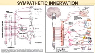 SYMPATHETIC INNERVATION
- spinal cord between segments T-5 and L-2.
- Pre ganglionic - sympathetic chains - celiac ganglion and various mesenteric
ganglia – post ganglionic
- innervate essentially all of the gastrointestinal tract – inhibitory
- (1) to a slight extent by direct effect of secreted NE to inhibit intestinal tract
smooth muscle
- (2) to a major extent by an inhibitory effect of NE on the neurons of the
entire enteric nervous system
DR S B PHIRI
 