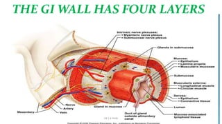 THE GI WALL HAS FOUR LAYERS
The basic structure of the GIT wall is
similar in the stomach and intestine
though with some variations between
different sections of the GIT.
An inner layer—mucosa
A middle layer--- submucosa
An outer layer---muscle
Cover-----------serosaDR S B PHIRI
 