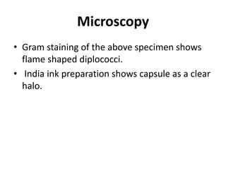 Microscopy
• Gram staining of the above specimen shows
flame shaped diplococci.
• India ink preparation shows capsule as a clear
halo.
 