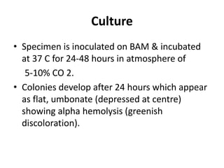 Culture
• Specimen is inoculated on BAM & incubated
at 37 C for 24-48 hours in atmosphere of
5-10% CO 2.
• Colonies develop after 24 hours which appear
as flat, umbonate (depressed at centre)
showing alpha hemolysis (greenish
discoloration).
 
