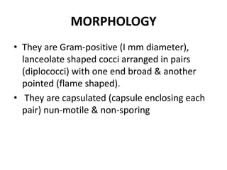 MORPHOLOGY
• They are Gram-positive (I mm diameter),
lanceolate shaped cocci arranged in pairs
(diplococci) with one end broad & another
pointed (flame shaped).
• They are capsulated (capsule enclosing each
pair) nun-motile & non-sporing
 