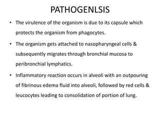 PATHOGENLSIS
• The virulence of the organism is due to its capsule which
protects the organism from phagocytes.
• The organism gets attached to nasopharyngeal cells &
subsequently migrates through bronchial mucosa to
peribronchial lymphatics.
• Inflammatory reaction occurs in alveoli with an outpouring
of fibrinous edema fluid into alveoli, followed by red cells &
leucocytes leading to consolidation of portion of lung.
 