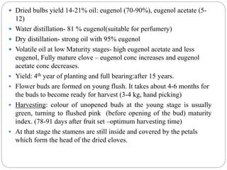  Dried bulbs yield 14-21% oil: eugenol (70-90%), eugenol acetate (5-
12)
 Water distillation- 81 % eugenol(suitable for perfumery)
 Dry distillation- strong oil with 95% eugenol
 Volatile oil at low Maturity stages- high eugenol acetate and less
eugenol, Fully mature clove – eugenol conc increases and eugenol
acetate conc decreases.
 Yield: 4th year of planting and full bearing:after 15 years.
 Flower buds are formed on young flush. It takes about 4-6 months for
the buds to become ready for harvest (3-4 kg, hand picking)
 Harvesting: colour of unopened buds at the young stage is usually
green, turning to flushed pink (before opening of the bud) maturity
index. (78-91 days after fruit set –optimum harvesting time)
 At that stage the stamens are still inside and covered by the petals
which form the head of the dried cloves.
 