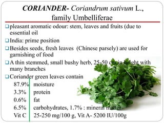 CORIANDER- Coriandrum sativum L.,
family Umbelliferae
pleasant aromatic odour: stem, leaves and fruits (due to
essential oil
India: prime position
Besides seeds, fresh leaves (Chinese parsely) are used for
garnishing of food
A thin stemmed, small bushy herb, 25-50 cm in height with
many branches
Coriander green leaves contain
87.9% moisture
3.3% protein
0.6% fat
6.5% carbohydrates, 1.7% : mineral matter
Vit C 25-250 mg/100 g, Vit A- 5200 IU/100g
 