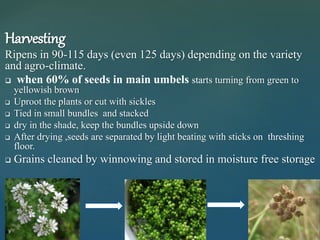 Harvesting
Ripens in 90-115 days (even 125 days) depending on the variety
and agro-climate.
 when 60% of seeds in main umbels starts turning from green to
yellowish brown
 Uproot the plants or cut with sickles
 Tied in small bundles and stacked
 dry in the shade, keep the bundles upside down
 After drying ,seeds are separated by light beating with sticks on threshing
floor.
 Grains cleaned by winnowing and stored in moisture free storage
 