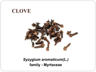 CLOVE
Syzygium aromaticum(L.)
family - Myrtaceae
 