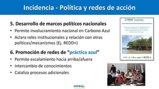 Carbono Azul: contexto global y regional