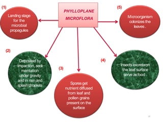PHYLLOPLANE
MICROFLORA
Landing stage
for the
microbial
propagules
Deposited by
impaction, sedi
mentation
under gravity
and in rainand
splashdroplets Sporesget
nutrient diffused
from leaf and
pollen grains
present on the
surface
Insects excreta on
the leaf surface
serve asfood .
Microorganism
colonizes the
leaves.
(1)
(2)
(3)
(4)
(5)
19
 