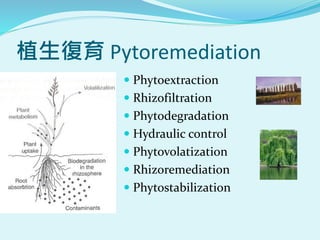植生復育 Pytoremediation
 Phytoextraction
 Rhizofiltration
 Phytodegradation
 Hydraulic control
 Phytovolatization
 Rhiz...