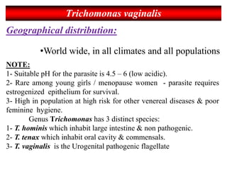 Trichomonas vaginalis
Geographical distribution:
•World wide, in all climates and all populations
NOTE:
1- Suitable pH for the parasite is 4.5 – 6 (low acidic).
2- Rare among young girls / menopause women - parasite requires
estrogenized epithelium for survival.
3- High in population at high risk for other venereal diseases & poor
feminine hygiene.
Genus Trichomonas has 3 distinct species:
1- T. hominis which inhabit large intestine & non pathogenic.
2- T. tenax which inhabit oral cavity & commensals.
3- T. vaginalis is the Urogenital pathogenic flagellate
 