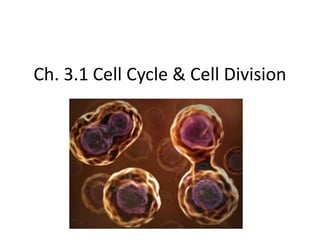 Ch. 3.1 Cell Cycle & Cell Division 
 