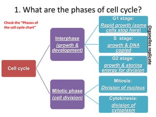 Ch. 3.1 Cell cycle overview | PPTX