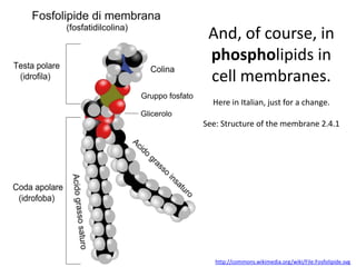 And, of course, in
 phospholipids in
 cell membranes.
  Here in Italian, just for a change.

See: Structure of the membrane 2.4.1




   http://commons.wikimedia.org/wiki/File:Fosfolipide.svg
 