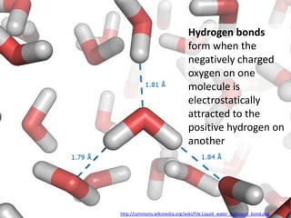 Hydrogen bonds
                               form when the
                               negatively charged
                               oxygen on one
                               molecule is
                               electrostatically
                               attracted to the
                               positive hydrogen on
                               another




http://commons.wikimedia.org/wiki/File:Liquid_water_hydrogen_bond.png
 