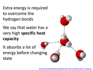 Extra energy is required
to overcome the
hydrogen bonds
We say that water has a
very high specific heat
capacity
It absorbs a lot of
energy before changing
state

                   http://commons.wikimedia.org/wiki/File:3D_model_hydrogen_bonds_in_water.svg
 