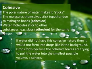 Cohesive
The polar nature of water makes it “sticky”
The molecules themselves stick together due
to hydrogen bonds (cohesion)
Water molecules stick to other
substances, e.g. glass (adhesion) for the same
reason
         If water did not have this cohesive nature then it
         would not form into drops like in the background.
         Drops form because the cohesive forces are trying
         to pull the water into the smallest possible
         volume, a sphere.
 