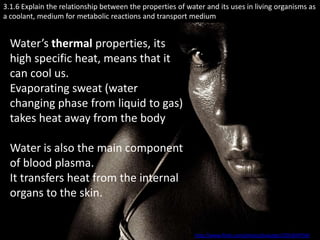 3.1.6 Explain the relationship between the properties of water and its uses in living organisms as
a coolant, medium for metabolic reactions and transport medium


  Water’s thermal properties, its
  high specific heat, means that it
  can cool us.
  Evaporating sweat (water
  changing phase from liquid to gas)
  takes heat away from the body

  Water is also the main component
  of blood plasma.
  It transfers heat from the internal
  organs to the skin.


                                                            http://www.flickr.com/photos/bukutgirl/205304794/
 