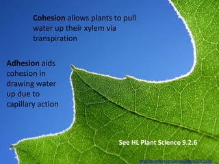 Cohesion allows plants to pull
        water up their xylem via
        transpiration

Adhesion aids
cohesion in
drawing water
up due to
capillary action



                                See HL Plant Science 9.2.6

                                         http://www.flickr.com/photos/jaxxon/37559138/
 