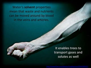 Water’s solvent properties
mean that waste and nutrients
can be moved around by blood
   in the veins and arteries.




                                  It enables trees to
                                 transport gases and
                                     solutes as well

                        http://www.flickr.com/photos/roughgroove/3554305017/
 