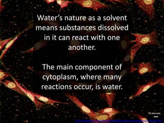 Water’s nature as a solvent
means substances dissolved
 in it can react with one
          another.

 The main component of
 cytoplasm, where many
 reactions occur, is water.


           http://www.flickr.com/photos/cambridgeuniversity-engineering/5431155934/
 