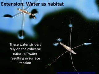 Extension: Water as habitat




   These water striders
   rely on the cohesive
      nature of water
    resulting in surface
          tension

                           http://www.flickr.com/photos/alexyo1968/4985953786/
 