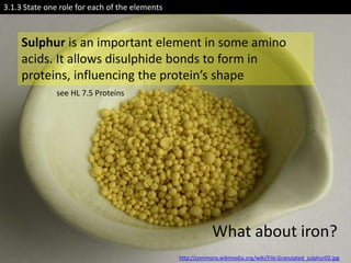 3.1.3 State one role for each of the elements



     Sulphur is an important element in some amino
     acids. It allows disulphide bonds to form in
     proteins, influencing the protein’s shape
               see HL 7.5 Proteins




                                                             What about iron?
                                                http://commons.wikimedia.org/wiki/File:Granulated_sulphur02.jpg
 