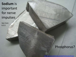Sodium is
important
for nerve
impulses
See Core
6.5.5




                               Phosphorus?

            http://commons.wikimedia.org/wiki/File:Nametal.JPG.jpg
 