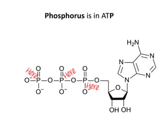 Phosphorus is in ATP
 