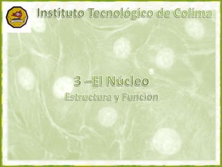 Instituto Tecnológico de Colima 3 –El Núcleo Estructura y Función 