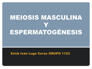 MEIOSIS MASCULINA
Y
ESPERMATOGÉNESIS
Erick Iván Lugo Ceras GRUPO 1123
 