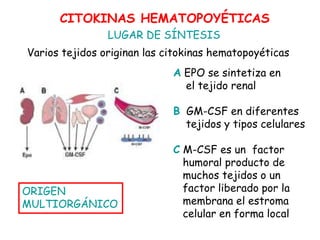 Varios tejidos originan las citokinas hematopoyéticas
A EPO se sintetiza en
el tejido renal
B GM-CSF en diferentes
tejidos y tipos celulares
C M-CSF es un factor
humoral producto de
muchos tejidos o un
factor liberado por la
membrana el estroma
celular en forma local
CITOKINAS HEMATOPOYÉTICAS
LUGAR DE SÍNTESIS
ORIGEN
MULTIORGÁNICO
 