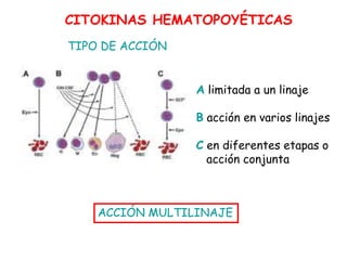 TIPO DE ACCIÓN
A limitada a un linaje
B acción en varios linajes
C en diferentes etapas o
acción conjunta
CITOKINAS HEMATOPOYÉTICAS
ACCIÓN MULTILINAJE
 