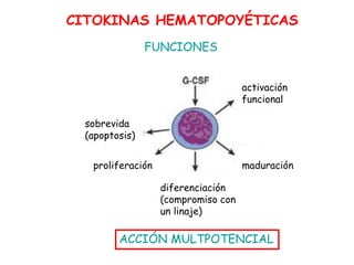 FUNCIONES
CITOKINAS HEMATOPOYÉTICAS
activación
funcional
maduración
diferenciación
(compromiso con
un linaje)
proliferación
sobrevida
(apoptosis)
ACCIÓN MULTPOTENCIAL
 