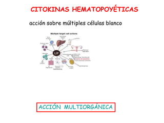 CITOKINAS HEMATOPOYÉTICAS
ACCIÓN MULTIORGÁNICA
acción sobre múltiples células blanco
 