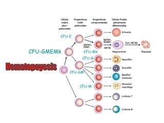 CFU-GMEMk
CFU-GM
CFU-M
CFU-E
CFU-Mk
CFU-G
 
