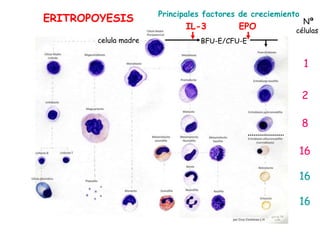 1
2
8
16
16
16
Nª
células
EPO
ERITROPOYESIS
celula madre BFU-E/CFU-E
IL-3
Principales factores de creciemiento
 
