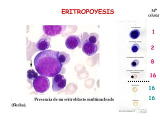 ERITROPOYESIS
1
2
8
16
16
16
Nª
células
 