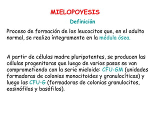 Definición
Proceso de formación de los leucocitos que, en el adulto
normal, se realiza íntegramente en la médula ósea.
A partir de células madre pluripotentes, se producen las
células progenitoras que luego de varios pasos se van
comprometiendo con la serie mieloide: CFU-GM (unidades
formadoras de colonias monocitoides y granulocíticas) y
luego las CFU-G (formadoras de colonias granulocitos,
eosinófilos y basófilos).
MIELOPOYESIS
 